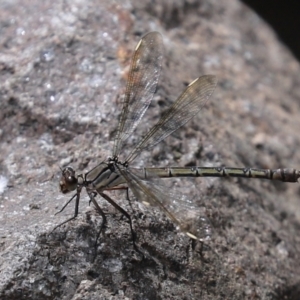 Diphlebia nymphoides at Uriarra Village, ACT - 17 Feb 2021 01:39 PM