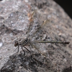 Diphlebia nymphoides at Uriarra Village, ACT - 17 Feb 2021