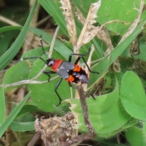 Dindymus versicolor at Paddys River, ACT - 17 Feb 2021