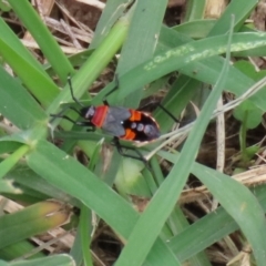 Dindymus versicolor at Paddys River, ACT - 17 Feb 2021