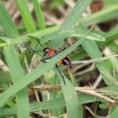 Dindymus versicolor at Paddys River, ACT - 17 Feb 2021