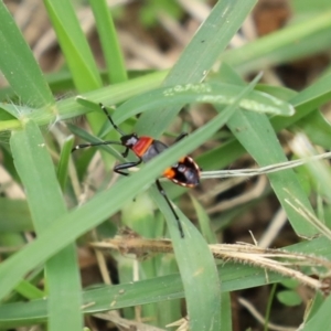 Dindymus versicolor at Paddys River, ACT - 17 Feb 2021