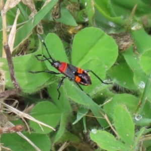 Dindymus versicolor at Paddys River, ACT - 17 Feb 2021