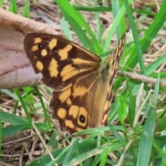 Heteronympha paradelpha (Spotted Brown) at Paddys River, ACT - 17 Feb 2021 by RodDeb