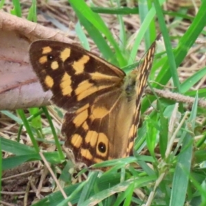 Heteronympha paradelpha at Paddys River, ACT - 17 Feb 2021 02:37 PM