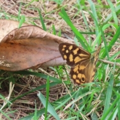 Heteronympha paradelpha at Paddys River, ACT - 17 Feb 2021 02:37 PM