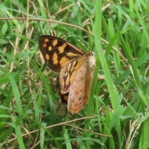 Heteronympha paradelpha at Paddys River, ACT - 17 Feb 2021