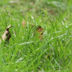 Heteronympha paradelpha at Paddys River, ACT - 17 Feb 2021