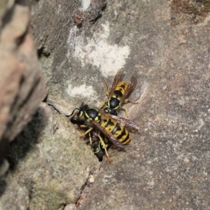 Vespula germanica at Acton, ACT - 14 Feb 2021 11:03 AM