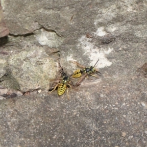 Vespula germanica at Acton, ACT - 14 Feb 2021 11:03 AM