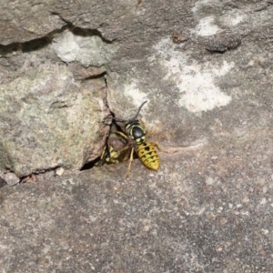 Vespula germanica at Acton, ACT - 14 Feb 2021 11:03 AM