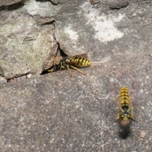 Vespula germanica at Acton, ACT - 14 Feb 2021 11:03 AM