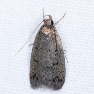 Oecophoridae provisional species 1 at Melba, ACT - 17 Feb 2021 12:54 AM