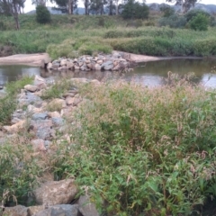 Persicaria lapathifolia (Pale Knotweed) at Paddys River, ACT - 18 Feb 2021 by MichaelBedingfield