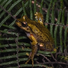 Litoria watsoni (Heath Frog) by BrianLR