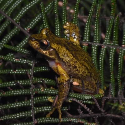 Litoria watsoni (Heath Frog) at suppressed - 3 Oct 2020 by BrianLR