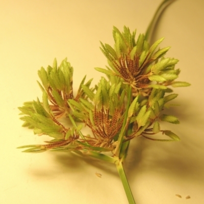 Cyperus eragrostis (Umbrella Sedge) at Point Hut to Tharwa - 18 Feb 2021 by MichaelBedingfield