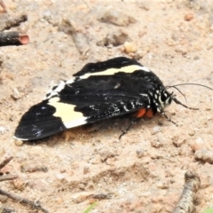 Eutrichopidia latinus (Yellow-banded Day-moth) at Cotter River, ACT - 18 Feb 2021 by JohnBundock