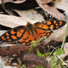 Heteronympha penelope (Shouldered Brown) at Cotter River, ACT - 18 Feb 2021 by JohnBundock