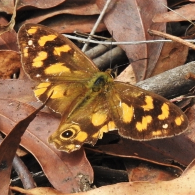 Heteronympha solandri (Solander's Brown) at Cotter River, ACT - 18 Feb 2021 by JohnBundock