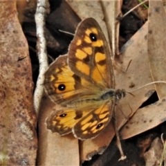 Geitoneura klugii (Marbled Xenica) at Cotter River, ACT - 18 Feb 2021 by JohnBundock