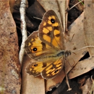 Geitoneura klugii at Cotter River, ACT - 18 Feb 2021