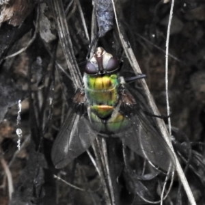 Rutilia (Rutilia) sp. (genus & subgenus) at Cotter River, ACT - 18 Feb 2021 11:13 AM