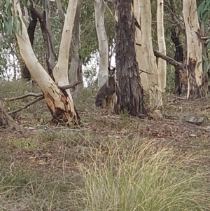 Wallabia bicolor at Nicholls, ACT - 17 Feb 2021