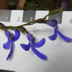 Lobelia dentata (Toothed Lobelia) at Cotter River, ACT - 18 Feb 2021 by JohnBundock