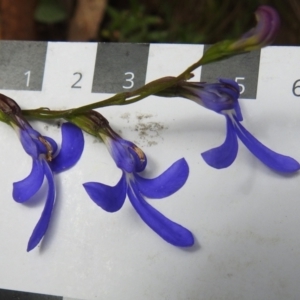 Lobelia dentata at Cotter River, ACT - 18 Feb 2021 11:16 AM