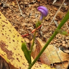 Lobelia dentata at Cotter River, ACT - 18 Feb 2021