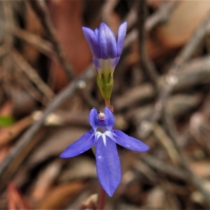 Lobelia dentata/gibbosa at Cotter River, ACT - 18 Feb 2021 11:07 AM