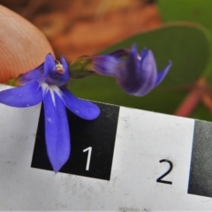 Lobelia dentata/gibbosa at Cotter River, ACT - 18 Feb 2021 11:07 AM