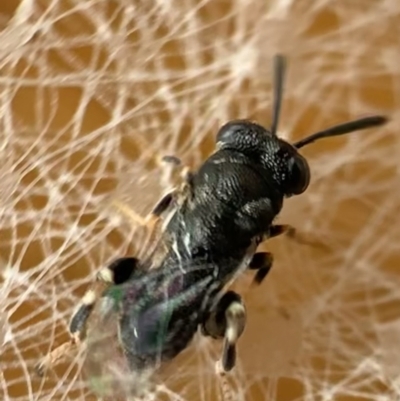 Chalcididae (family) (Unidentified chalcid wasp) at Murrumbateman, NSW - 18 Feb 2021 by SimoneC