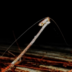 Gryllacrididae (family) (Wood, Raspy or Leaf Rolling Cricket) at Kambah, ACT - 17 Feb 2021 by HelenCross