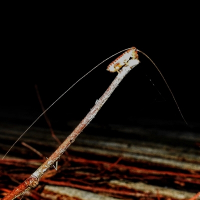 Gryllacrididae (family) (Wood, Raspy or Leaf Rolling Cricket) at Kambah, ACT - 17 Feb 2021 by HelenCross