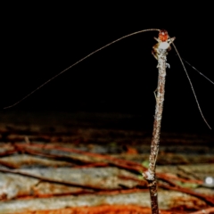 Gryllacrididae (family) at Kambah, ACT - suppressed