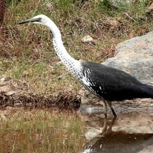 Ardea pacifica at Crooked Corner, NSW - 18 Feb 2021 12:37 PM