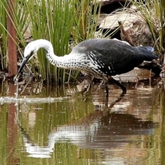 Ardea pacifica at Crooked Corner, NSW - 18 Feb 2021 12:37 PM