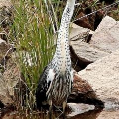 Ardea pacifica at Crooked Corner, NSW - 18 Feb 2021