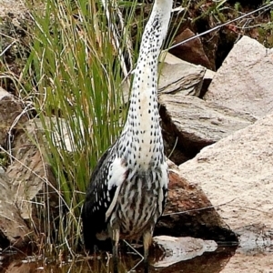 Ardea pacifica at Crooked Corner, NSW - 18 Feb 2021