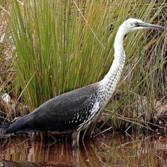 Ardea pacifica at Crooked Corner, NSW - 18 Feb 2021