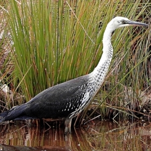 Ardea pacifica at Crooked Corner, NSW - 18 Feb 2021