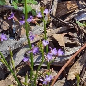 Scaevola sp. at Molonglo Valley, ACT - 4 Mar 2021