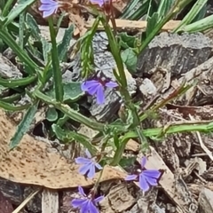 Scaevola sp. at Molonglo Valley, ACT - 4 Mar 2021