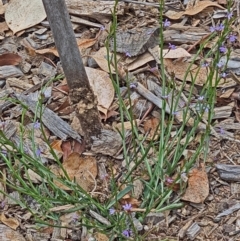 Scaevola sp. at Molonglo Valley, ACT - 4 Mar 2021