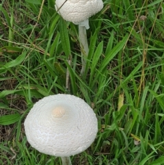 Macrolepiota dolichaula (Macrolepiota dolichaula) at National Arboretum Woodland - 17 Feb 2021 by galah681