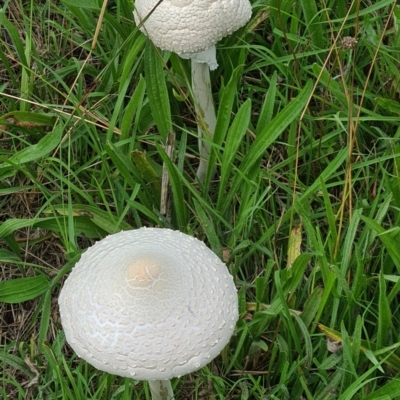 Macrolepiota dolichaula (Macrolepiota dolichaula) at National Arboretum Woodland - 18 Feb 2021 by galah681