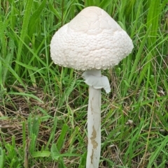 Macrolepiota dolichaula at National Arboretum Woodland - 18 Feb 2021