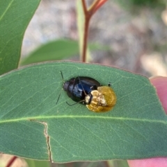 Paropsisterna cloelia (Eucalyptus variegated beetle) at Murrumbateman, NSW - 18 Feb 2021 by SimoneC